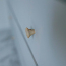 Knott Rut - Ubehandlet Aske 